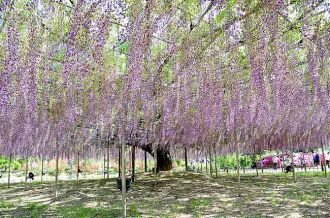 足利花卉公园