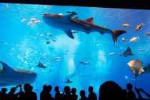 冲绳美丽海水族馆