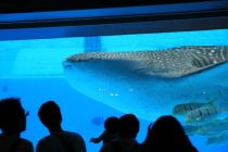横濱八景島海島樂園
