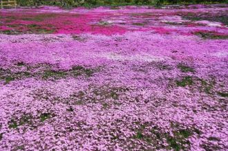 国田家芝桜