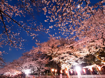 日本最佳赏樱花景点和餐厅
