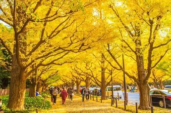 秋天必看!金光闪闪的银杏大道绝景