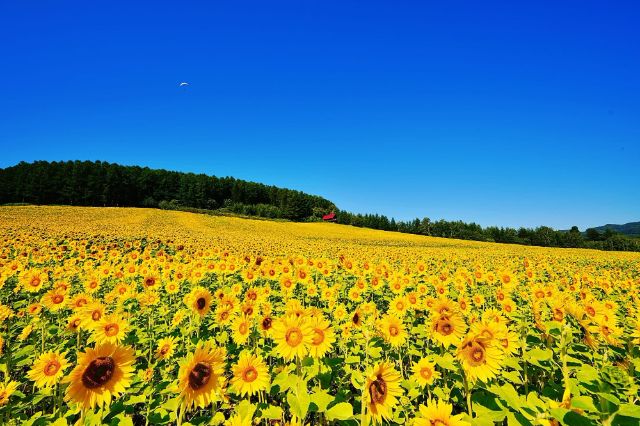 夏天的北海道推荐到美瑛、富良野地区!