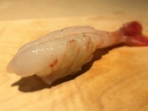 寿司 ISONO_牡丹虾